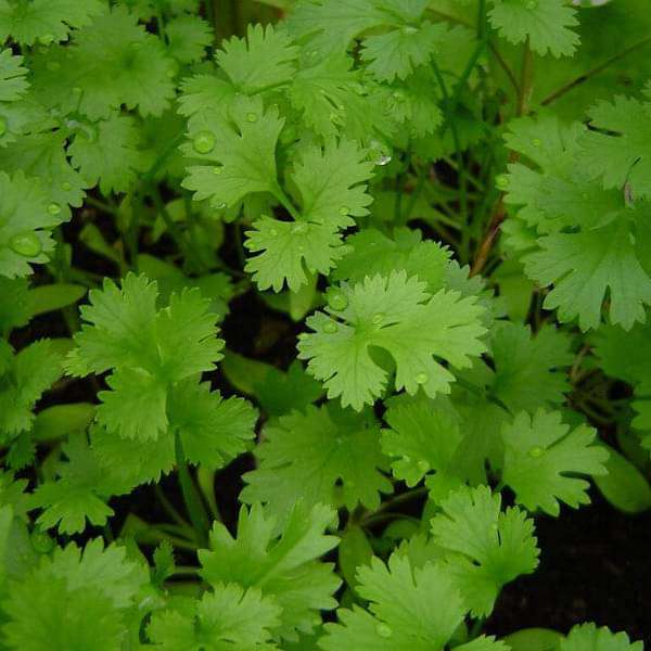 Coriander Panipat Vegetable Seeds